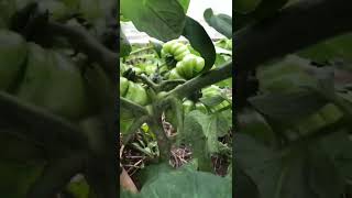 Beefsteak tomatoes  Happy Farm [upl. by Salomo]