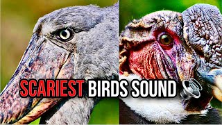 The scariest bird sounds 😱 [upl. by Lawry813]