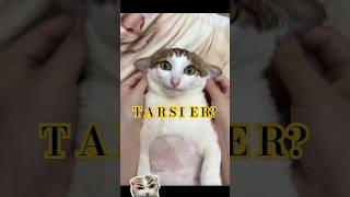 Is that a tarsier😹 shortvideo animals [upl. by Zetnod]