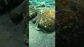 TIGER SNAKE EEL AMED LIPAH BAY inspiration scubajunkies adventuresport travel scubadiving [upl. by Essie]