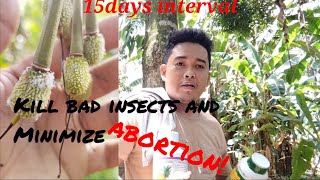 foliar fertilizer 15days intervals of spraying durian fruit durian farmersagriculture [upl. by Akenal752]