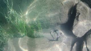 Eastern Musk Turtles Mating Georgian Bay [upl. by Raamaj]