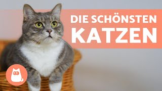 Die 10 schönsten Katzenrassen der Welt 🐱💕 [upl. by Landri]