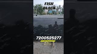 Fish Black  Krishnigiri Granite  Krishnagiri Granite wholesale market  krishnagirigranite [upl. by Noicnecsa]