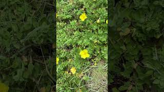 Beach eveningprimrose Oenothera drummondii naturalised in Peregian Beach QLD plants [upl. by Euqinehs308]