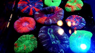 FEEDING INSANE COLORFUL SCOLY CORALS  Timelapse HD [upl. by Bogosian]