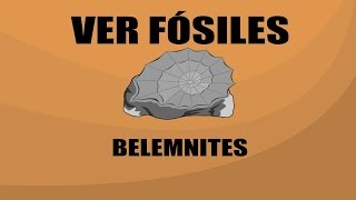 Belemnites  Ver Fósiles [upl. by Engdahl442]