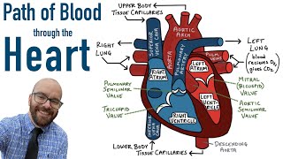 Path of Blood Flow through the Heart  Step by step through every chamber valve and major vessel [upl. by Aduh12]