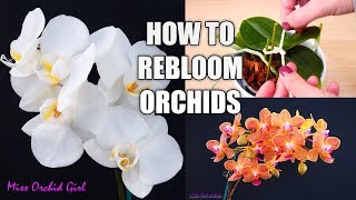 Orchid Care for Beginners  How to make Phalaenopsis Orchids rebloom  Spot amp shape flower spikes [upl. by Llezo]