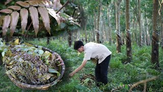 a type of wild vegetable that is abundant in my hometown makes a very delicious dish [upl. by Hepsoj]