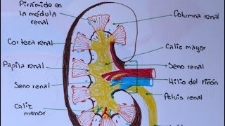 ANATOMÍA DEL RIÑÓN PARTE 2 [upl. by Acirat]