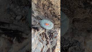 Piedra salpicada de Lophophora fricii 🤯 [upl. by Nemajneb]