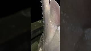 Guitar fish biggamefishing fishing fishingvideo fishingvideos fishinglife fishingtips bigfish [upl. by Boorman752]