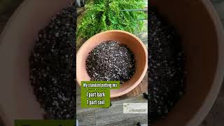 How to Repot a Pineapple My Method EXPLAINED [upl. by Maye]