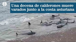 Una decena de calderones muere varados junto a la costa asturiana [upl. by Daahsar]