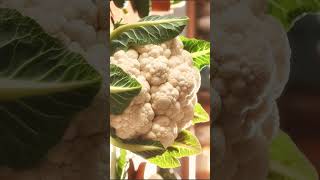 🌹¹⁶☆•⁴ Cauliflower Brassica oleracea var botrytis in Mustard Family Brassicaceae [upl. by Pollack]