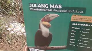 BURUNG JULANG KEBUN BINATANG BANDUNG  WREATHED HORNBILL [upl. by Annehsat]