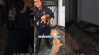 MamaHündin und ihre Welpen in letzter Minute gerettet – verlassen und ohne Futter zurückgelassen 🐾💔 [upl. by Vito888]