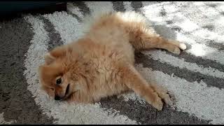 Синкопе обморок у собаки  Syncope Fainting in Dog [upl. by Wanfried]