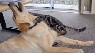 Dog enjoys being bitten by cat [upl. by Navy]