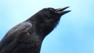 Crow Calling to Attract Other Crows for Help [upl. by Lotsirb]