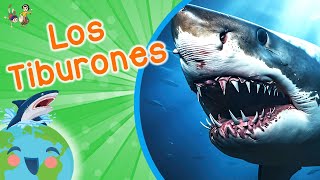 El Tiburón  Animales para Niños  Los Tiburones para Niños Video Educativo para Niños [upl. by Roydd]