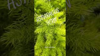 Stunning Asparagus Fern plant green [upl. by Glad]