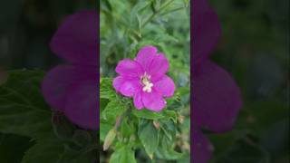 Zottiges Weidenröschen Epilobium hirsutum flowers [upl. by Honniball]