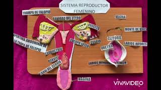 SISTEMA REPRODUCTOR FEMENINO Maqueta [upl. by Atteuqehs]