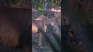 A Florida panther running in on Cypress Roost Outfitters while turkey hunting hunting outdoors [upl. by Grubman934]