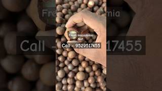 Macadamia Nut macadamia macadamianut seeds [upl. by Artekal]