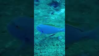 Travel to Marshall islands Ebeye Kwajalein Majuro shorts [upl. by Peirsen77]