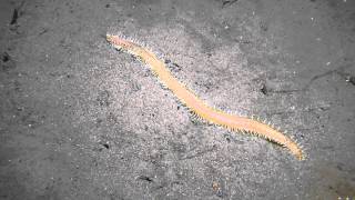 Huge polychaete worm [upl. by Adam50]