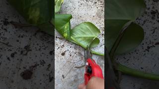 Pothos 🌱 youtubeshorts pothos plants flowers gardening shorts short yt ytshort [upl. by Nicolea]