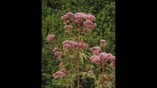 Eupatorium cannabinum [upl. by Kendrick]