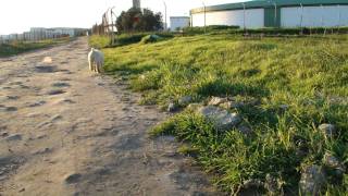 PERRO DE AGUA ESPAÑOL DE LA GATA NEGRA CACHORROS CON 70 DÍAS [upl. by Alanson]