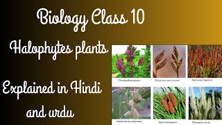 Halophytes plants Biology Class 10 Chapter 11 Explained in Hindi and urdu [upl. by Ffej]