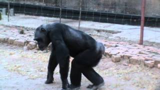 Chimpanzee exploring outside her enclosure [upl. by Packton917]