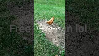 Free Range Chicken September 29 2024 [upl. by Arbmat336]