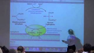 Lipid Metabolism Fat Transport in the Body [upl. by Ynnaf]