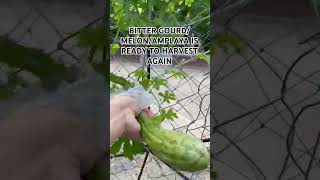 LETS HARVEST AMPALAYA OR BITTER GOURDMELON harvesting bittergourd bittermelon ampalaya shorts [upl. by Elfrida]