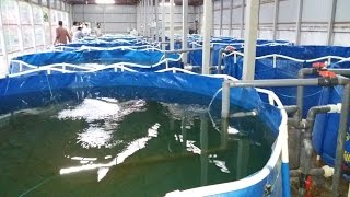 ঘরের ভেতর মাছ চাষ  Indoor Fish Farming RAS [upl. by Ainig]