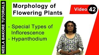 Morphology of Flowering Plants  NEET  Special Types of Inflorescence  Hypanthodium  Neela Bakore [upl. by Richers205]