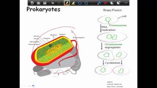 Prokaryotic Cells 1 [upl. by Guy]