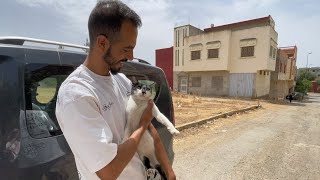 Oreo the cat does not care about love as much as he cares about food inside the car [upl. by Herb]