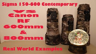 Canon RF 600mm amp 800mm vs Sigma 150600 real world image quality test [upl. by Leund]