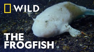 Frogfish Master of Disguise  Wild Smart and Deadly  National Geographic Wild [upl. by Itirahc]