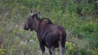 Moose Newfoundland Highway [upl. by Drugi]