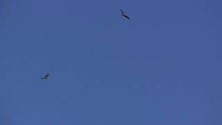 buzzard attacked by marsh harrier [upl. by Gibun487]