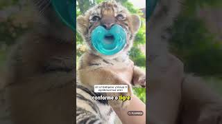 Esse filhote de tigre foi resgatado na beira da estrada e ganhou um lar inesperado cute tiger [upl. by Anthe973]